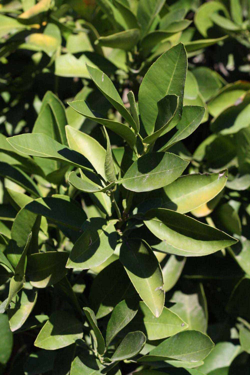              Sun leaves (Riverside, CA)       